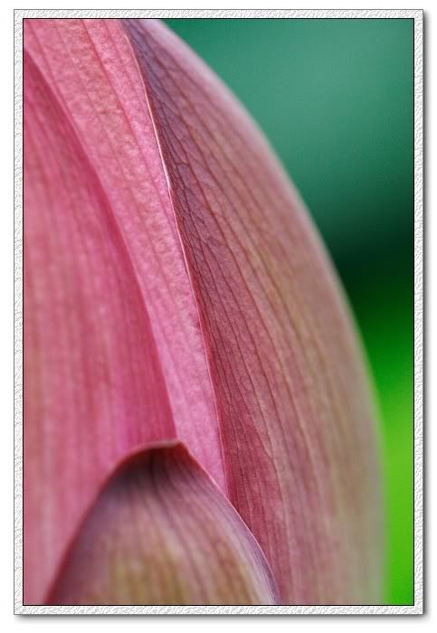 940703_macro_world_05.jpg