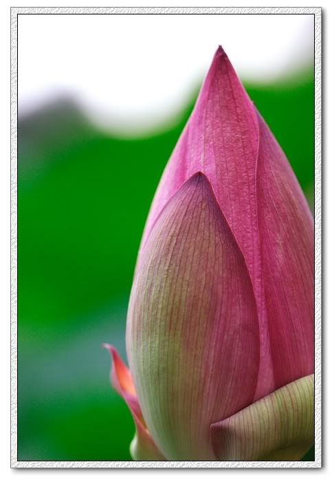 940703_macro_world_06.jpg