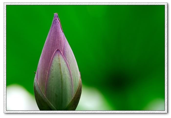 940703_macro_world_07.jpg