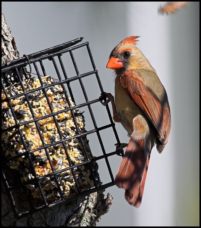 IMAGE: http://i6.photobucket.com/albums/y231/Donny1994/Nature/Birds/IMG_7514-01copy.jpg