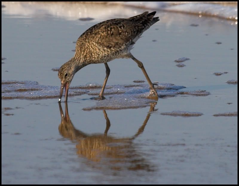 IMAGE: http://i6.photobucket.com/albums/y231/Donny1994/Nature/Birds/IMG_7812-01copy.jpg