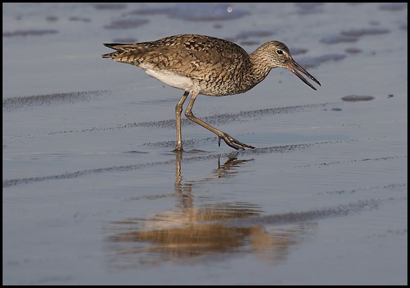 IMAGE: http://i6.photobucket.com/albums/y231/Donny1994/Nature/Birds/IMG_7834-01copy.jpg