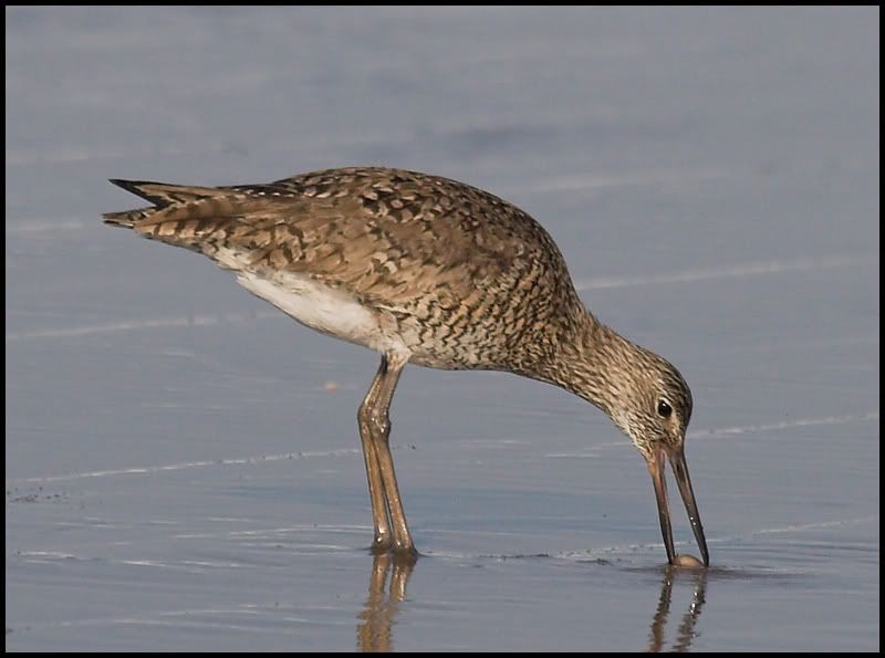 IMAGE: http://i6.photobucket.com/albums/y231/Donny1994/Nature/Birds/IMG_7839-01copy.jpg