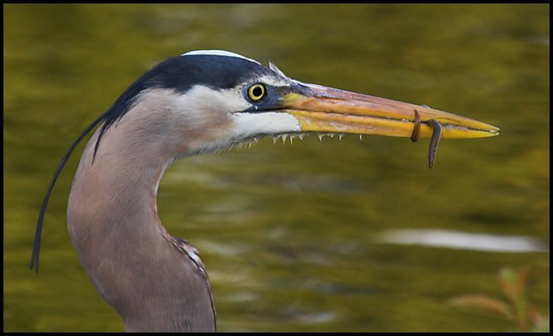 IMAGE: http://i6.photobucket.com/albums/y231/Donny1994/Nature/Birds/IMG_7873-02copy.jpg