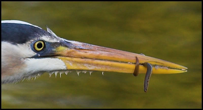 IMAGE: http://i6.photobucket.com/albums/y231/Donny1994/Nature/Birds/IMG_7873-03copy.jpg