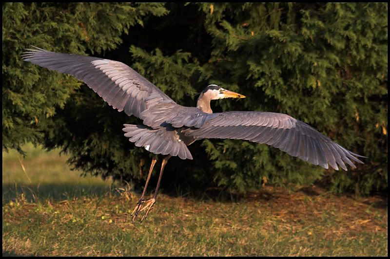 IMAGE: http://i6.photobucket.com/albums/y231/Donny1994/Nature/Birds/IMG_7879-01copy.jpg