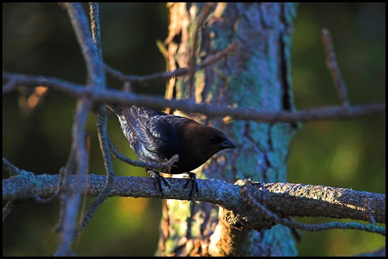 IMAGE: http://i6.photobucket.com/albums/y231/Donny1994/Nature/Birds/IMG_7902-03copy.jpg