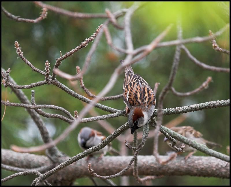 IMAGE: http://i6.photobucket.com/albums/y231/Donny1994/Nature/Birds/IMG_8069-01copy.jpg