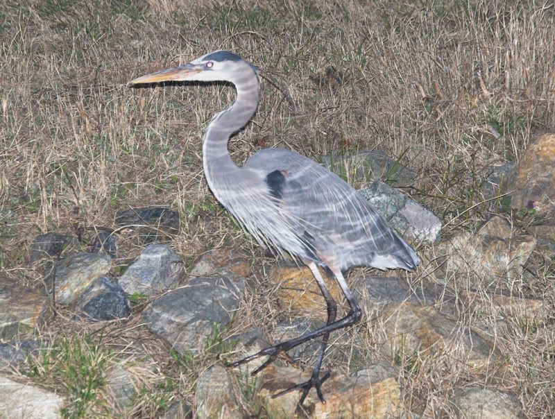 IMAGE: http://i6.photobucket.com/albums/y231/Donny1994/Nature/IMG_0190-01.jpg