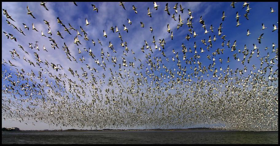 IMAGE: http://i6.photobucket.com/albums/y231/Donny1994/Nature/sectionals1-08-05029copy3.jpg