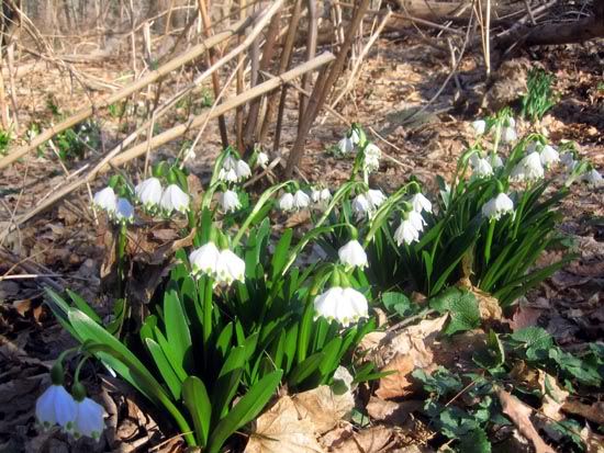 snowfalkes photo snowflakes.jpg