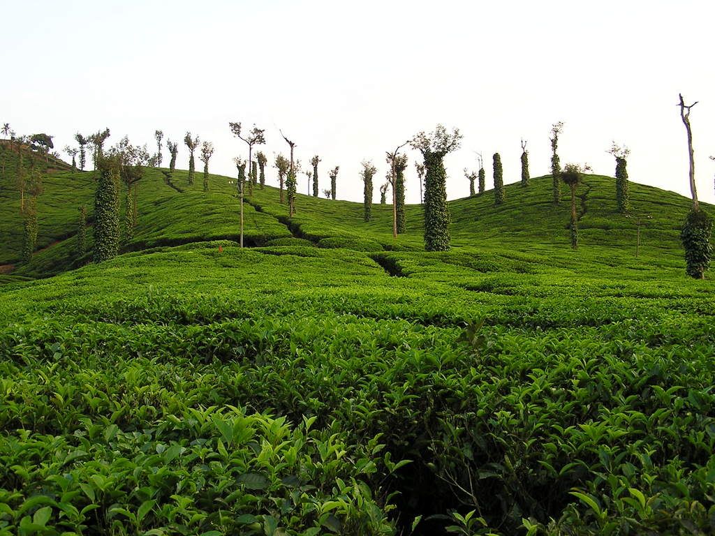 Tea Estates