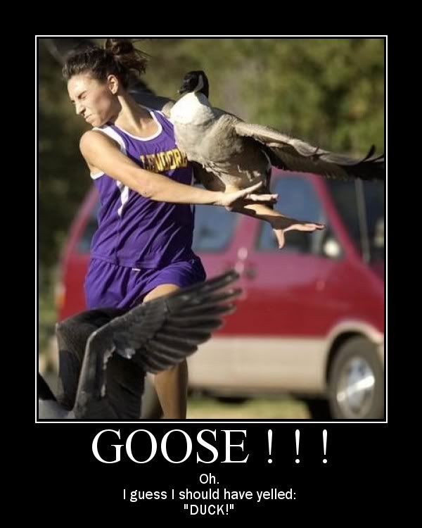 Goosemotiv.jpg