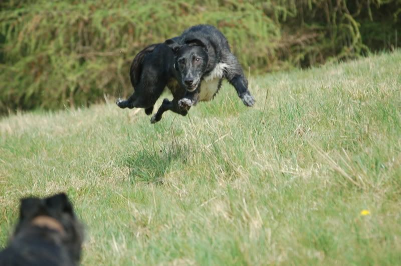 at what age is a lurcher full grown