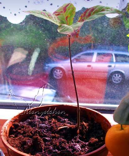 Bild