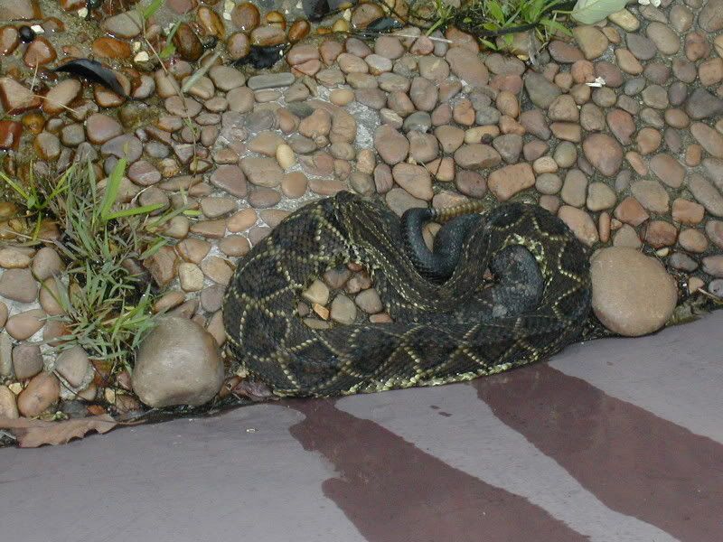 11-serpentebutantaga.jpg