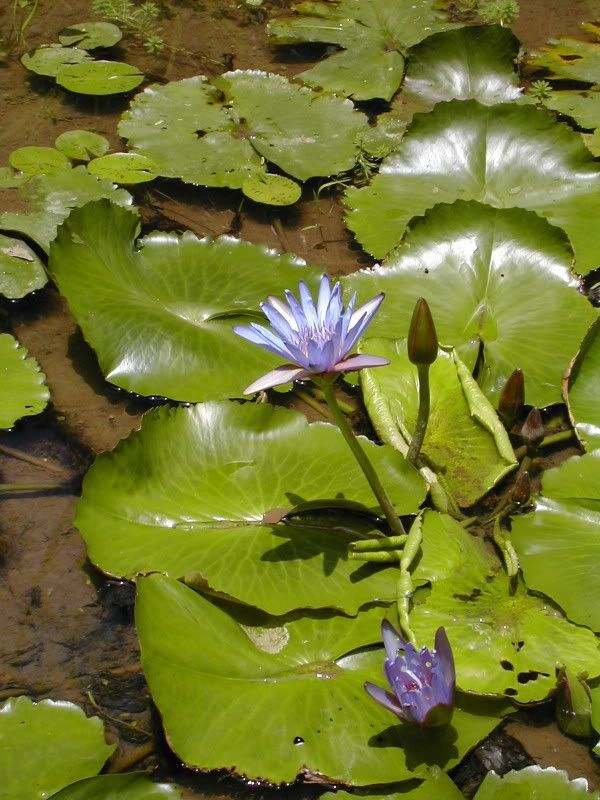 97-JardimBotanico7.jpg