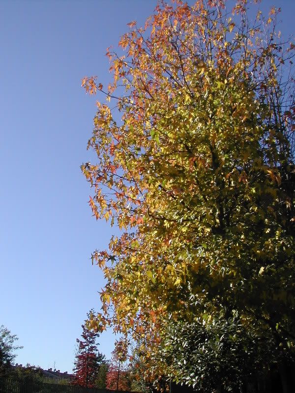 DSCN6237.jpg