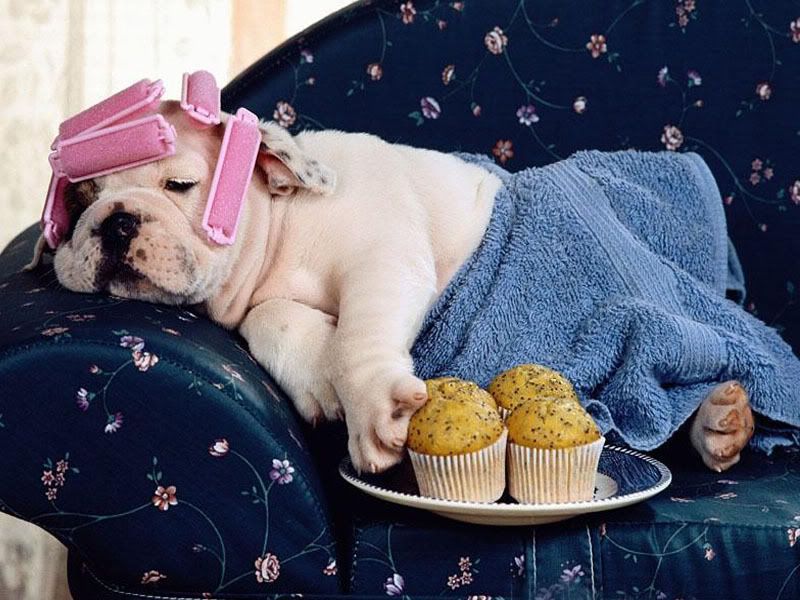 cool_dog-112.jpg image by pinklipstick66