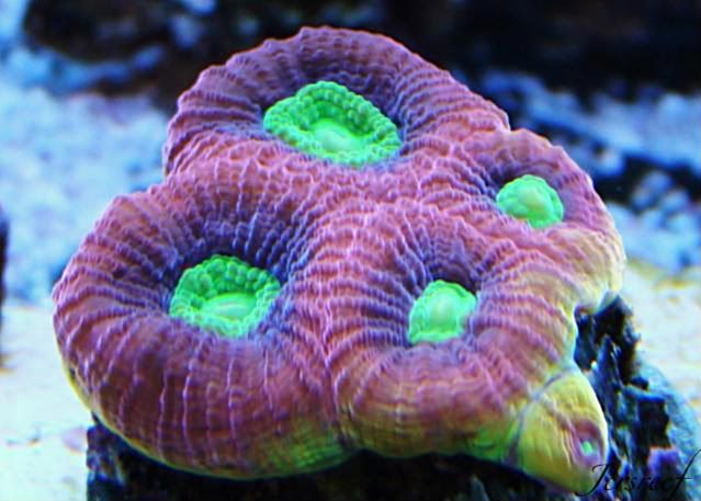 Coral of the Week: Favia (Brain Coral, Pineapple) | REEF2REEF Saltwater