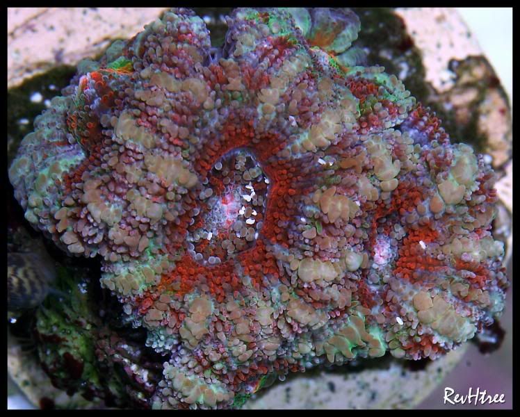 acan5.jpg