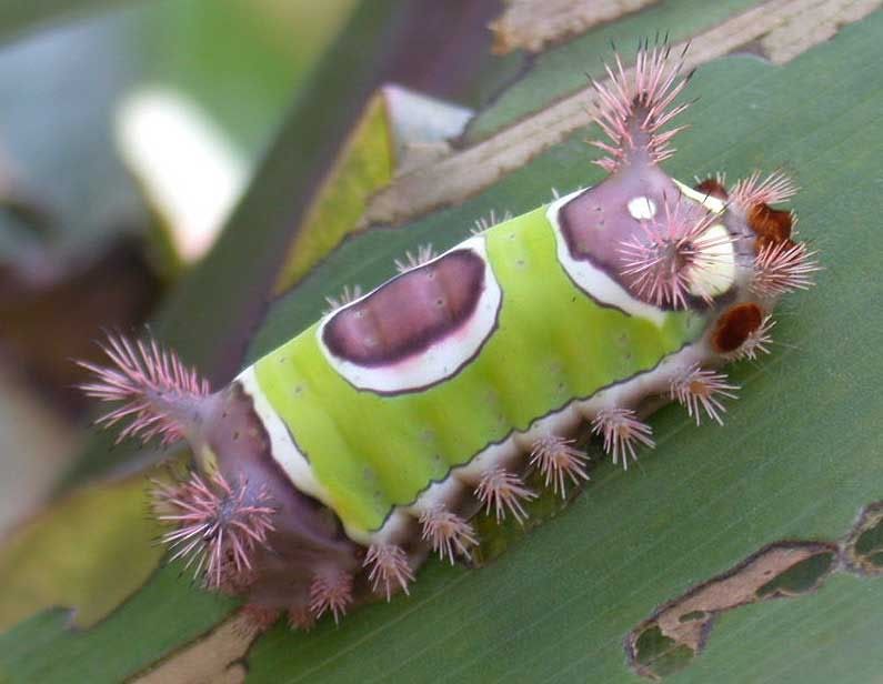 Puss Caterpillar Bite
