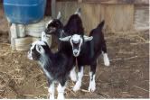 finally: baby pictures!!! look motherclucker! - Goats
