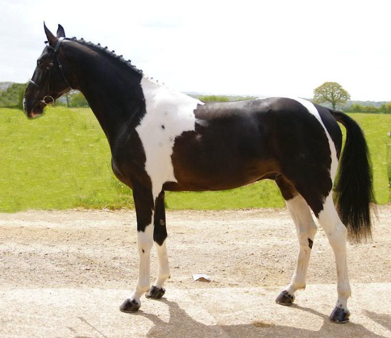 Coloured warmblood stallions at stud Horse Gossip