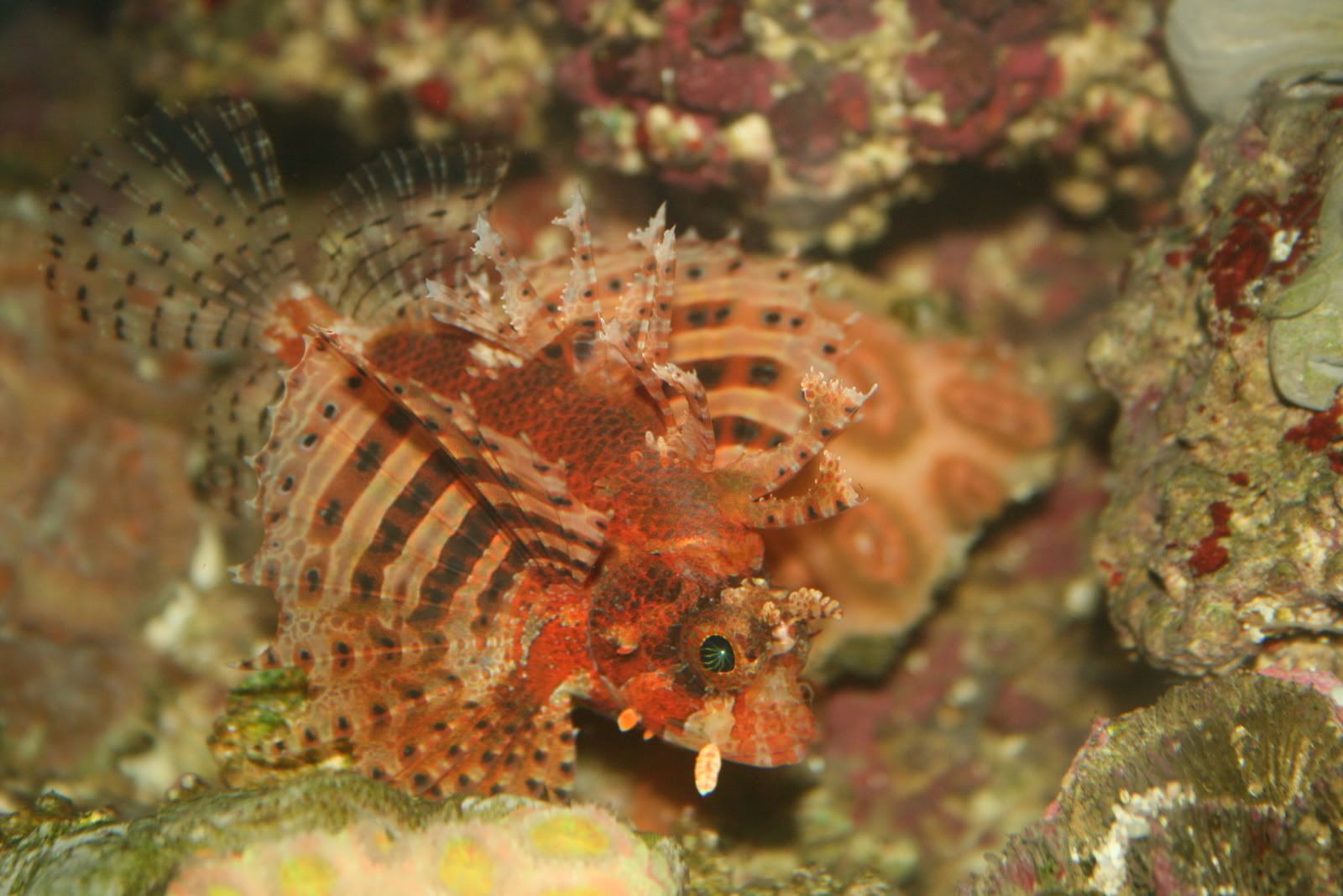 dwarf fuzzy lionfish