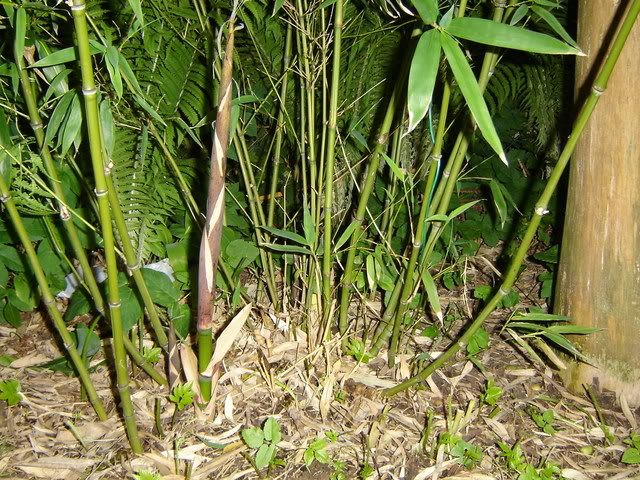 Image hosted by Photobucket.com