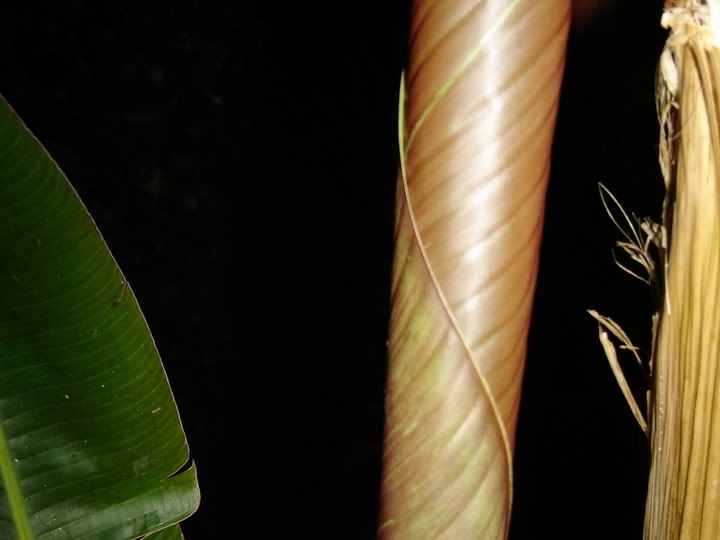 Image hosted by Photobucket.com