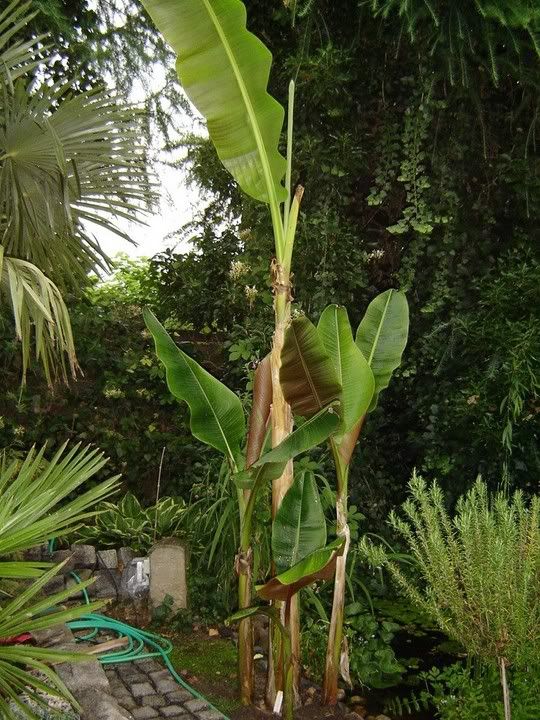 Image hosted by Photobucket.com