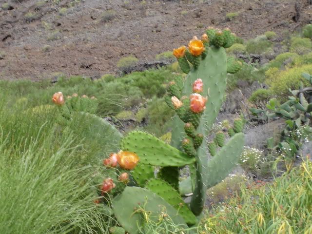 Image hosted by Photobucket.com