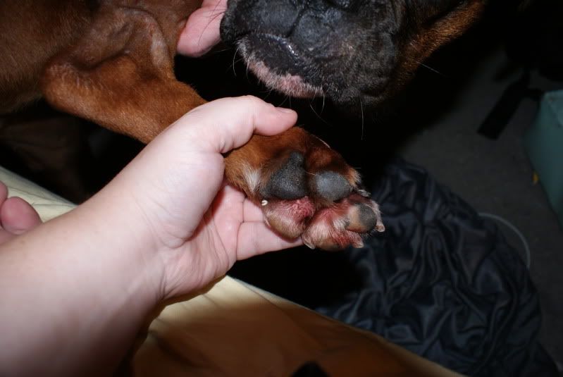 Cipro for dogs infections Cipro for dogs infections