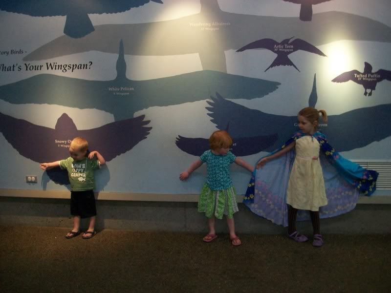 bird wingspan chart