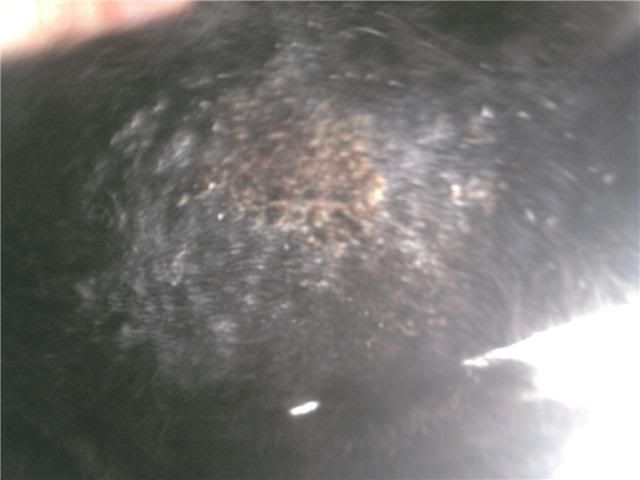 Watch Does Coconut Oil Get Rid Of Lice video Watch Does Coconut Oil Get Rid Of Lice video