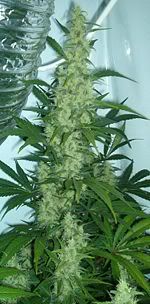 150px-Cannabis_flowering.jpg