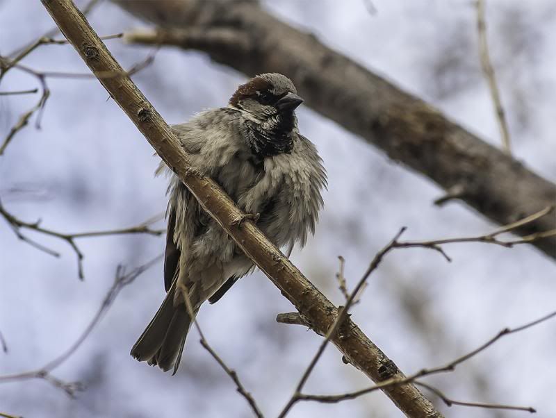 IMAGE: http://i6.photobucket.com/albums/y235/Target123X/20DEF20028L.jpg