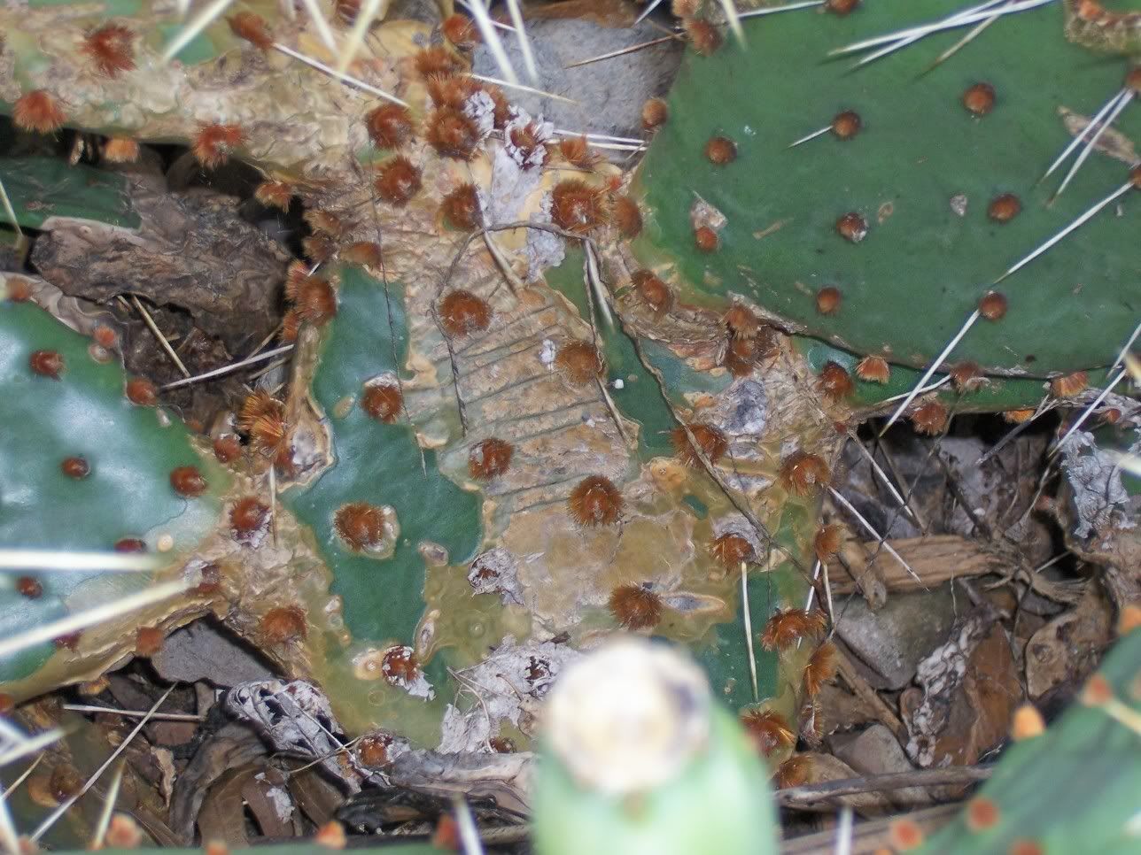 thick, brown scale? on cactus