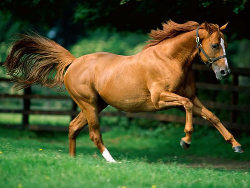 running horse