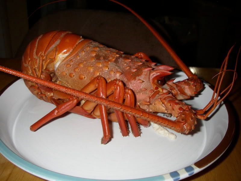 lobstersteamed.jpg