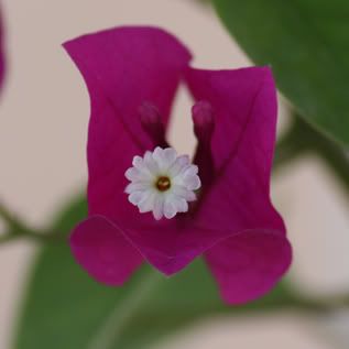 Bougainvillea