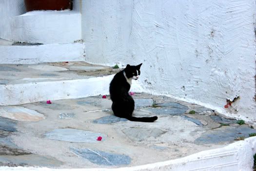 Skopelos cats