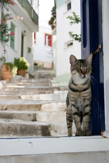 Skopelos cats