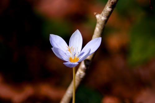 forest flower