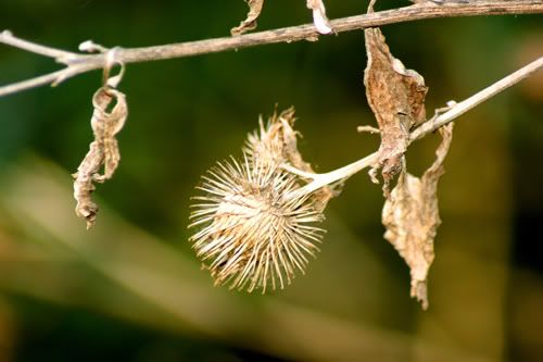 teasel