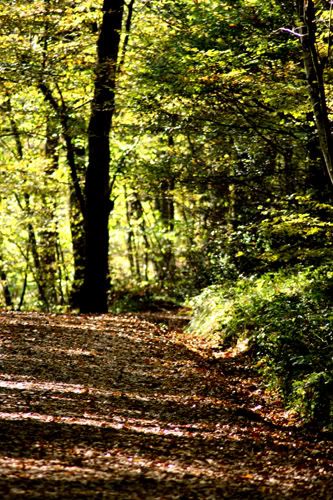 forest path