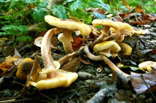 mushrooms or toadstools