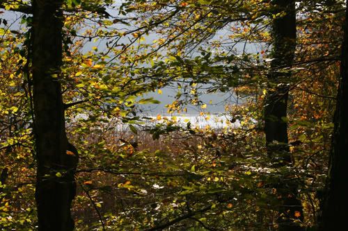 view through the trees