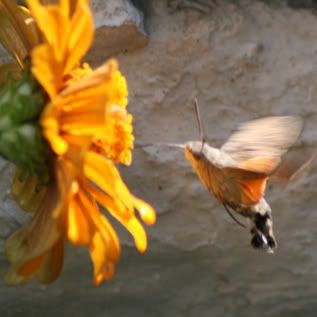 A Humming Bird Moth Feeding